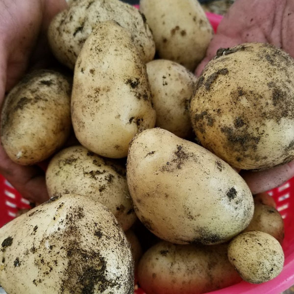 freshly picked potatoes. 