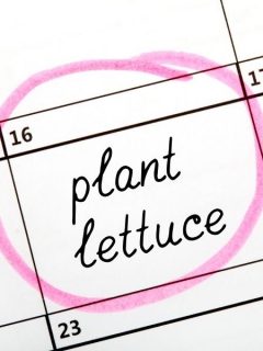 garden calendar prompt to plant lettuce