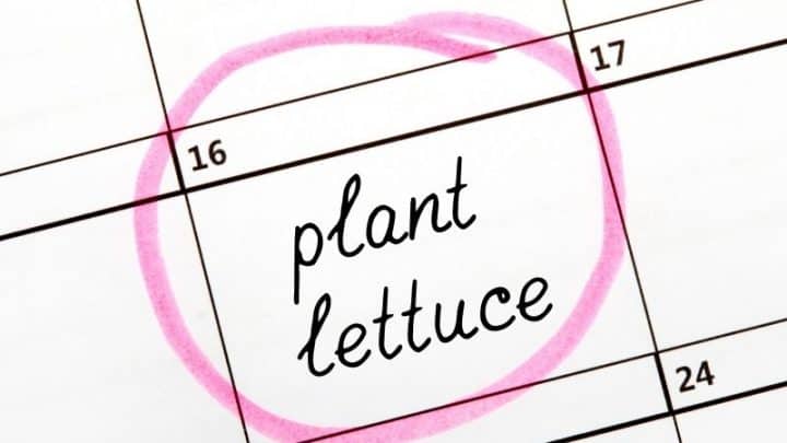 What To Do In The Garden This Month