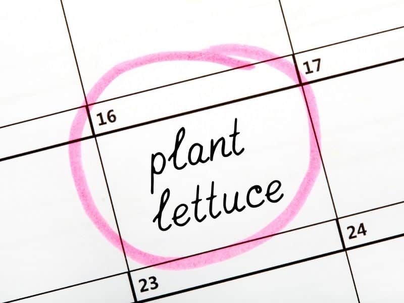 garden calendar prompt to plant lettuce