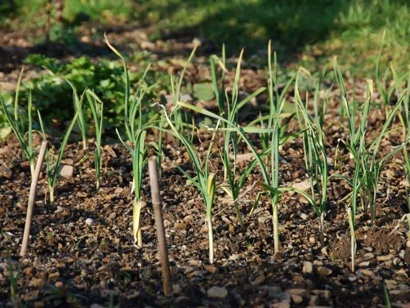 garlic growing in February