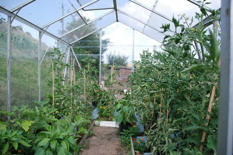 Vegetables growing inside my greenhouse