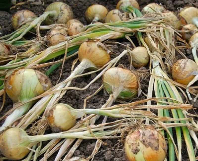 Onion harvest left to dry.