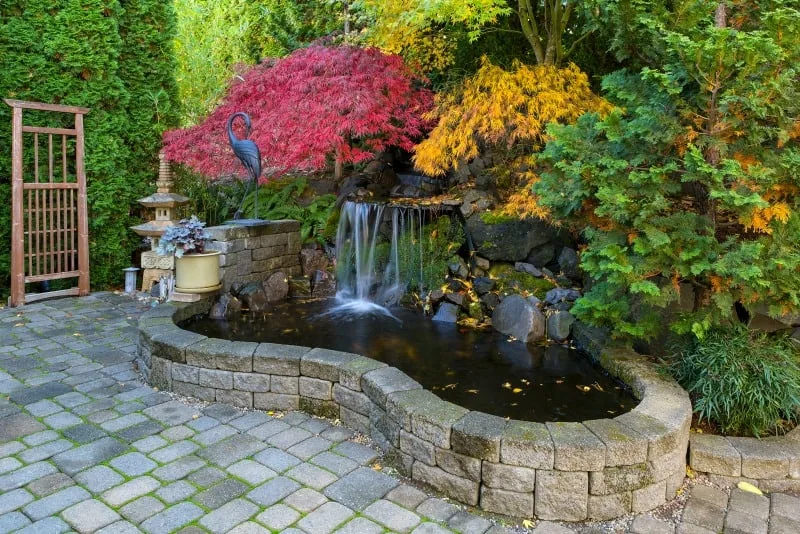 Home garden waterfall pond with brick paver stone hardscape and trees in fall season colors