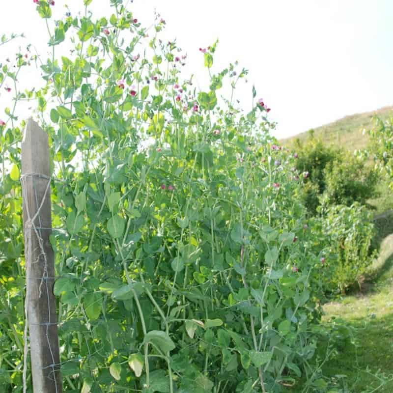 Peas growing in a composting trench