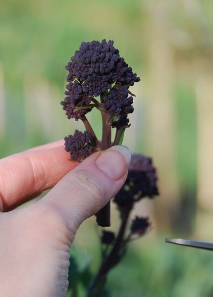 picking purple sprouted broccoli