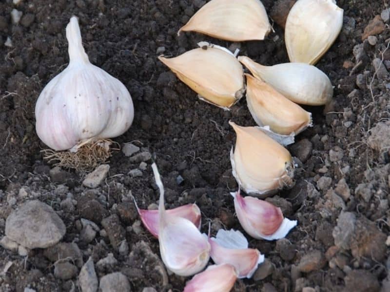 garlic ready to plant