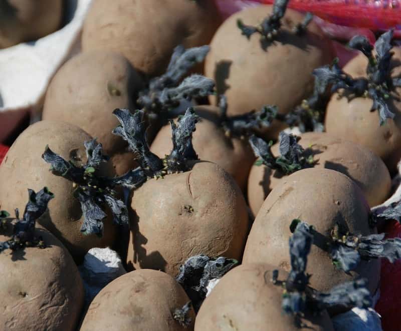 Potatoes laid out to chit. 