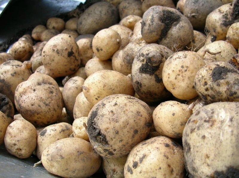 Potato harvest in a wheelbarrow