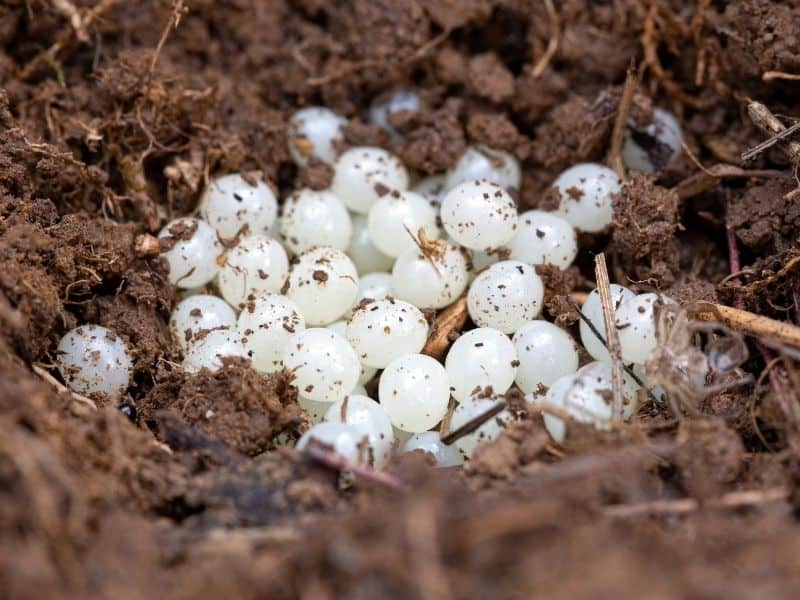 slug eggs