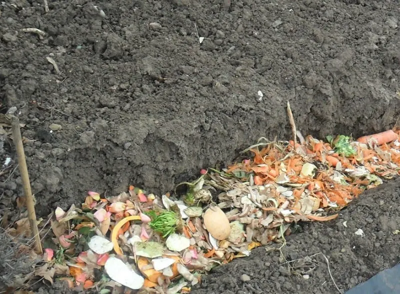 A pile of vegetables in a composting trench
