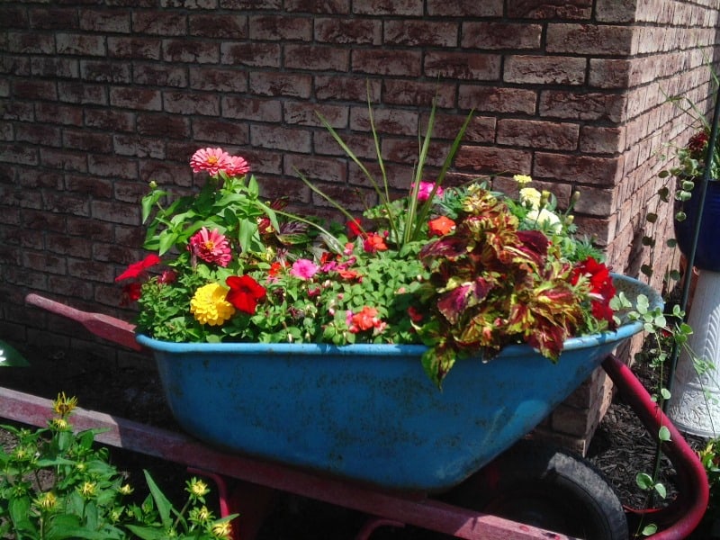 Old wheelbarrow filled with colorful flowers