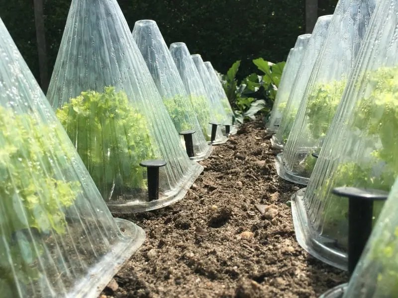 Endives under plastic domes protected in the winter garden