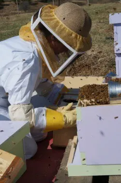 Become a beekeeper online class