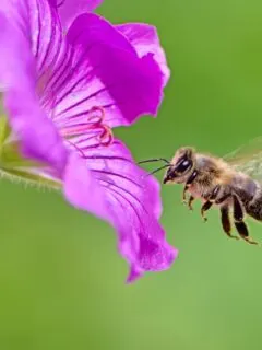a bee flying towards a pink geranium flower.