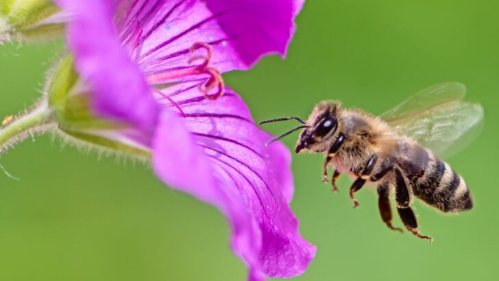15 Beautiful Flowers That Attract Bees To Your Garden