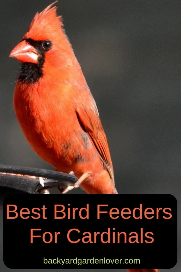 A cardinal bird sitting on a bird feeder