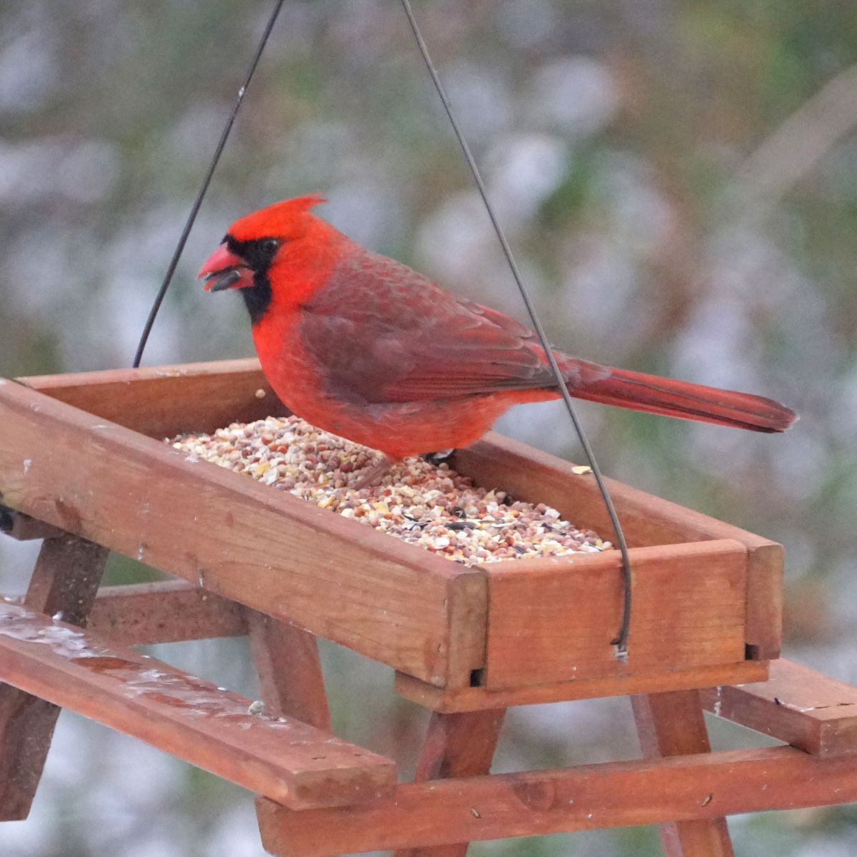 male cardinal at the bird feeder.