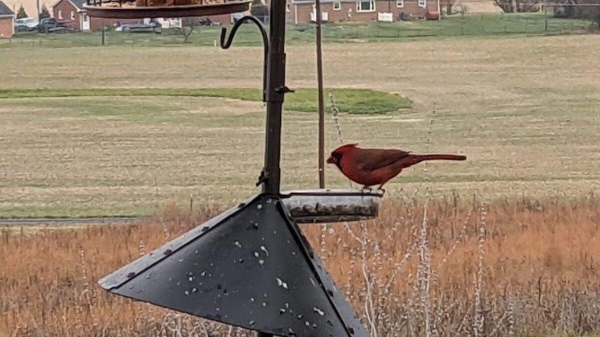 cardinal eating sunflower seeds.