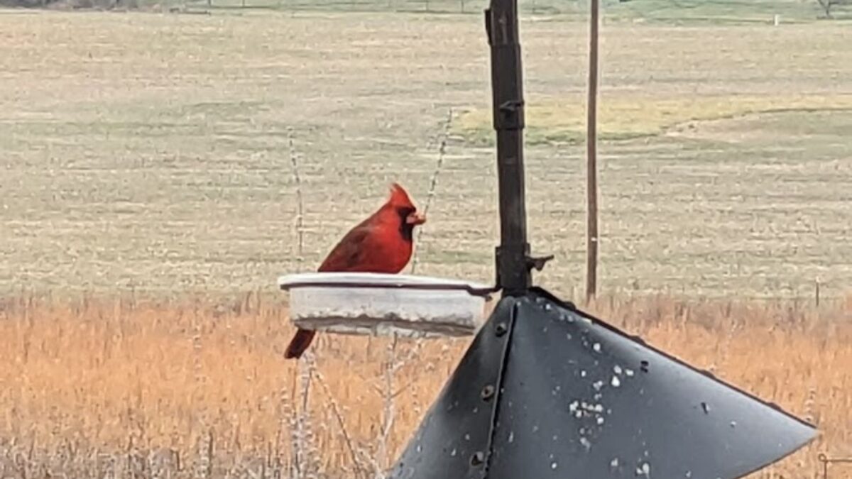 a bright red, male cardinal at my feeder.