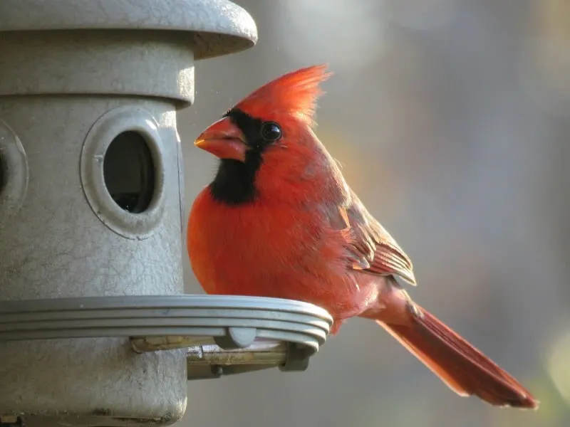 Cardinal perched on feeder