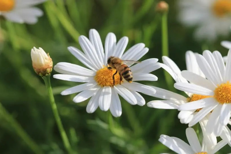 Bee enjoying a white daisy