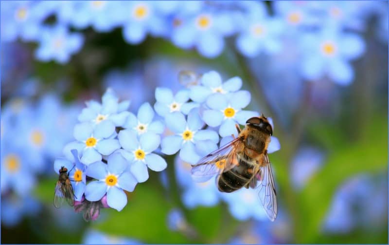Honey bee on forget me not flowers