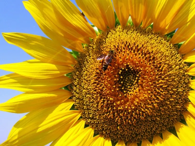 Honey bee feasting on sunflowers