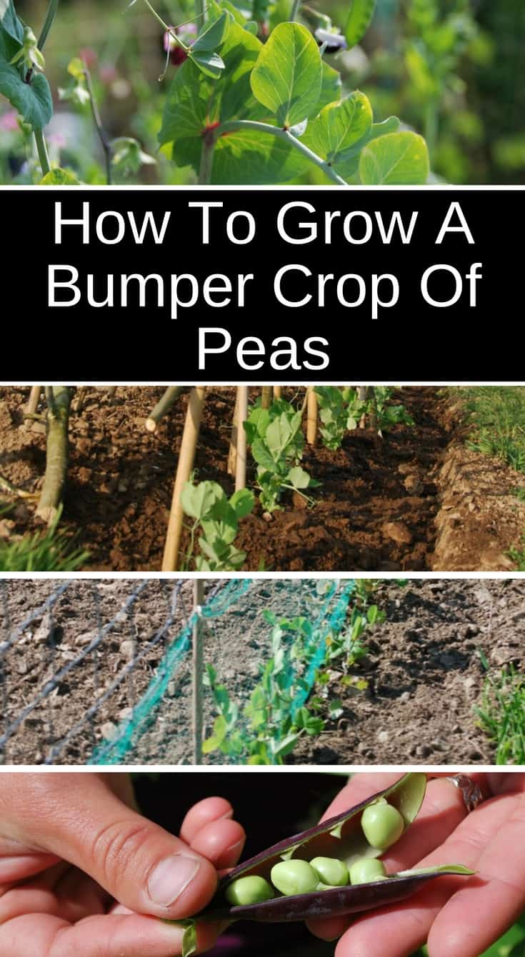 How To Grow A Bumper Crop Of Peas