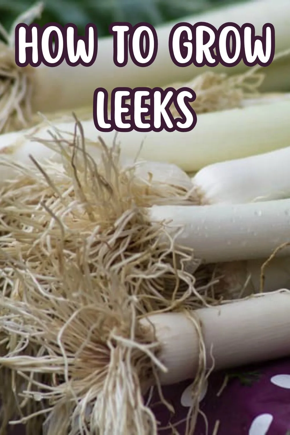 How to grow leeks.