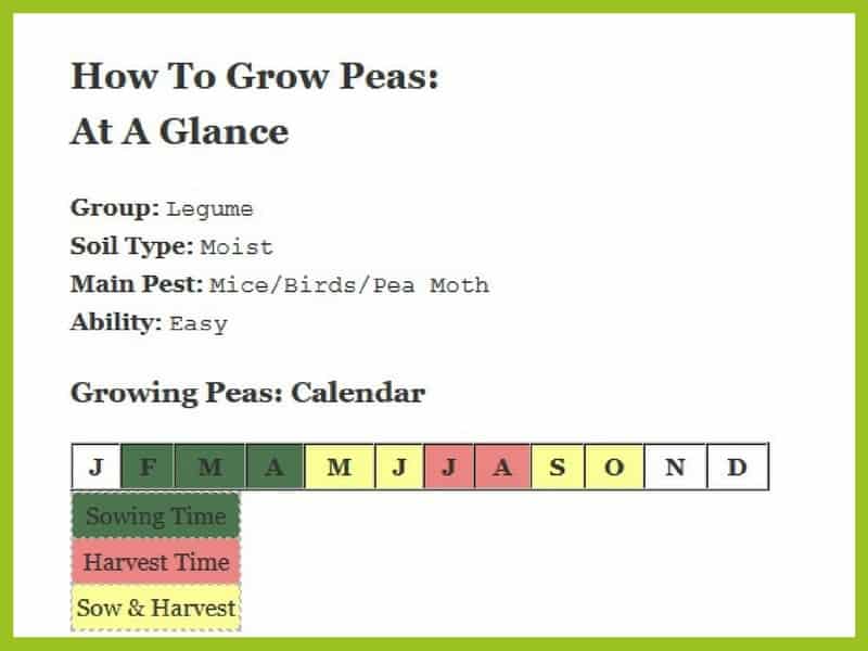 How to grow peas