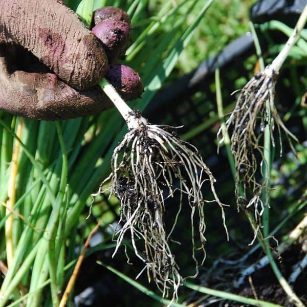 Separate leek roots in preparation for planting