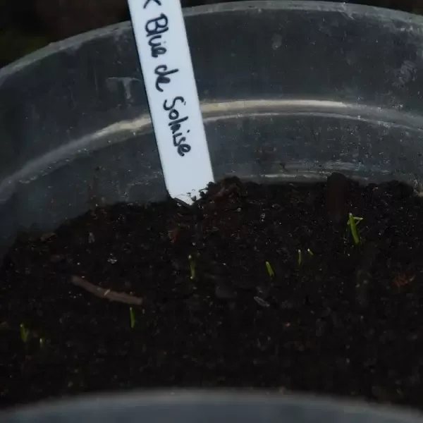 Leeks germinating in a pot