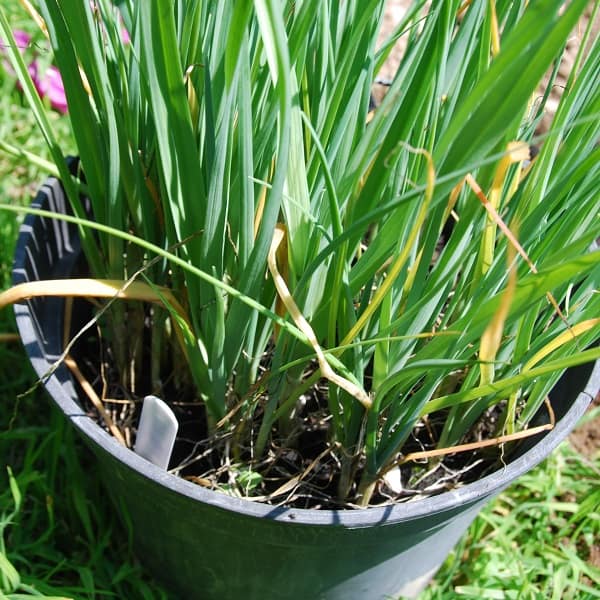 Leeks in a pot, ready to transplant to the garden