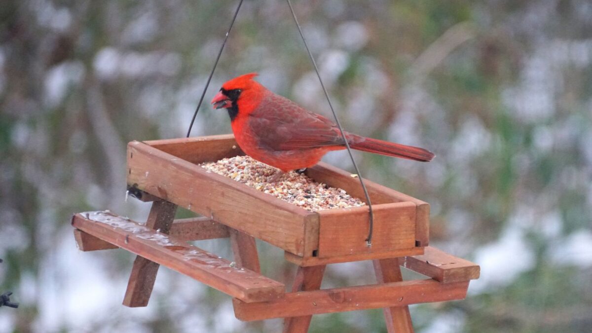 A male cardinal sitting on top of a picnic table-shaped feeder with seeds.
