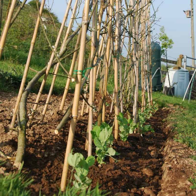 Pea seedlings growing on bamboo posts