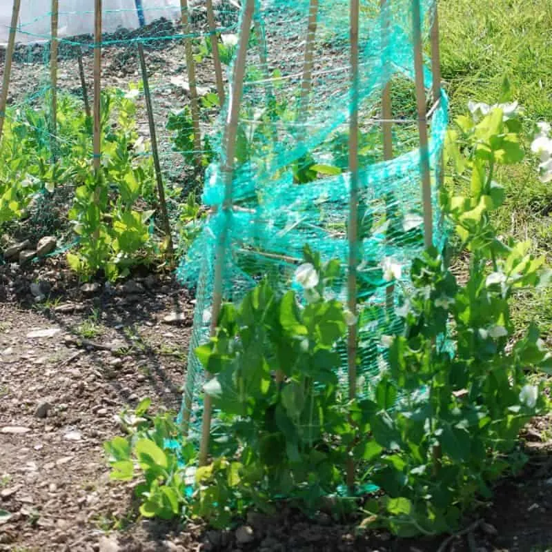 Peas climbing on netting wrapped around some wooden stakes