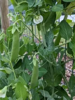 peas growing in my garden.