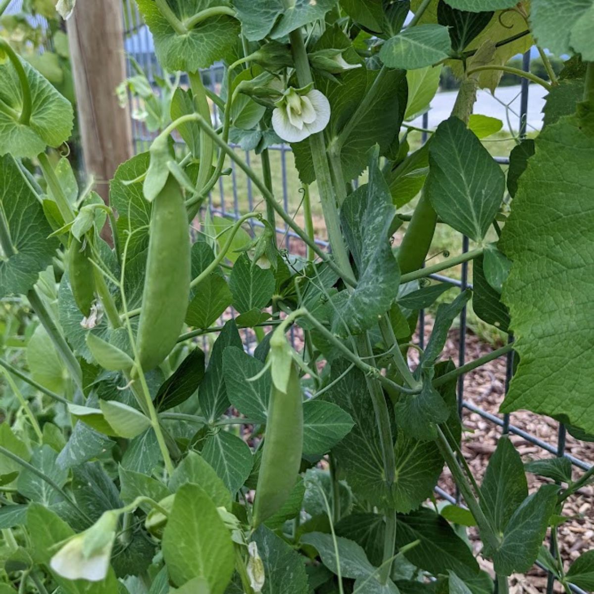 peas growing in my garden.