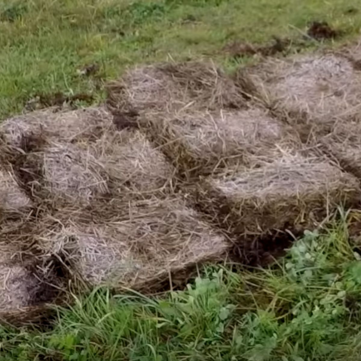 A garden bed covered in spoiled hay. 