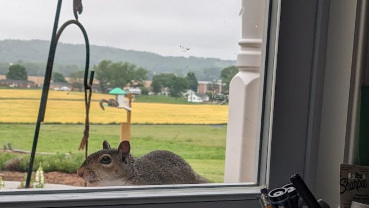 A squirrel is at my window, and another is in the distance at the bird feeder.