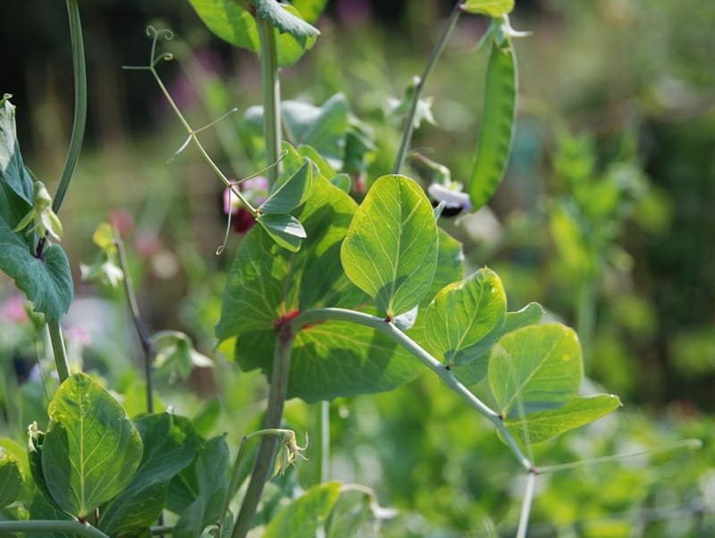 Sugar peas, also known as mange tout (French for eat all) peas