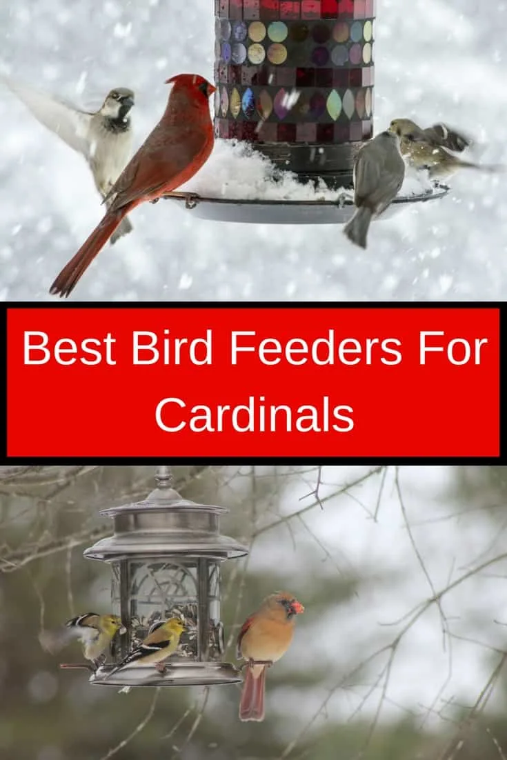 Best Bird Feeders For Cardinals