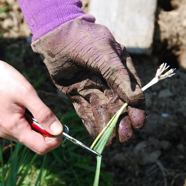 A close up of a hand trimming leeks