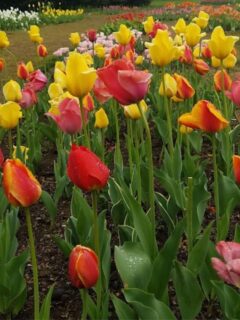 multi-colored tulip flowers.