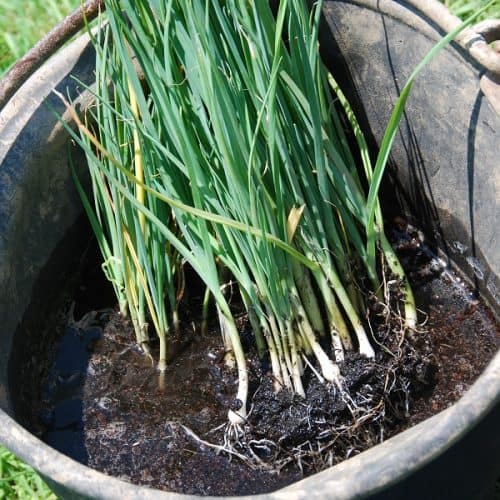 How To Grow Leeks From Seed (With Step By Step Pictures)