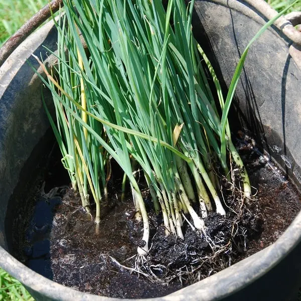 Soaking young leeks in a bucket of water to untangle their roots to plant in the garden