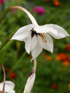 Acidanthera bicolor, known as orchid peacok flower