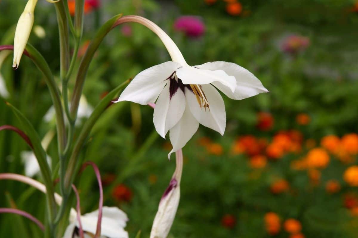 Acidanthera bicolor, known as orchid peacok flower