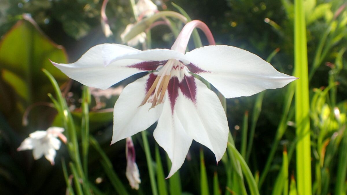 Gladiolus murielae, also known as peacock orchid.